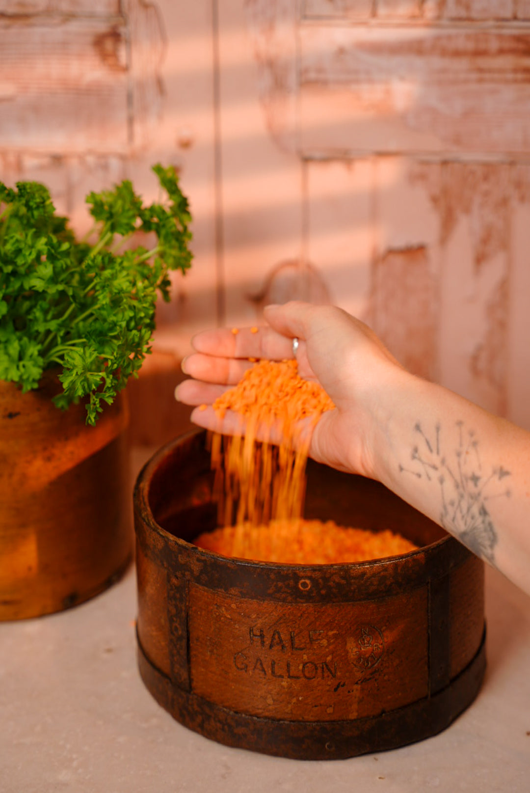 Frahm_House_red_lentils.jpg